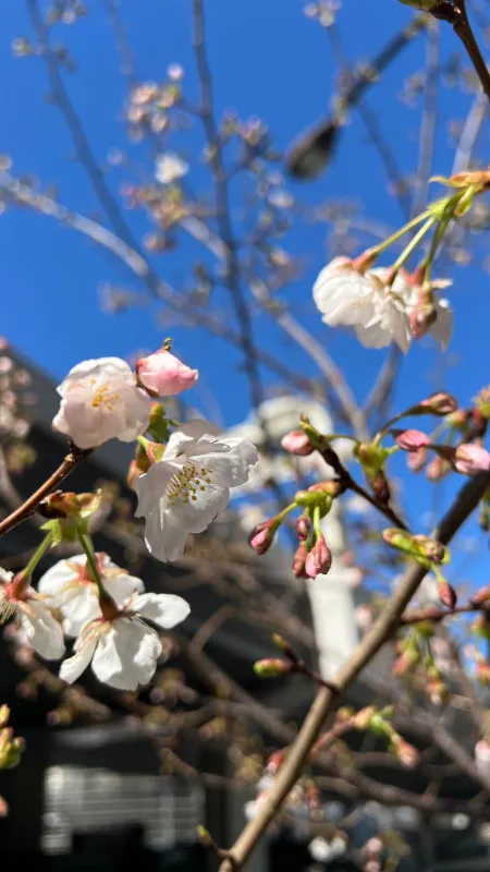 【桜も咲き始めた】