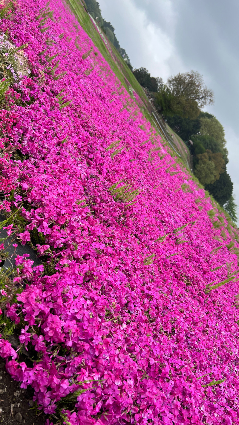 【日曜日】