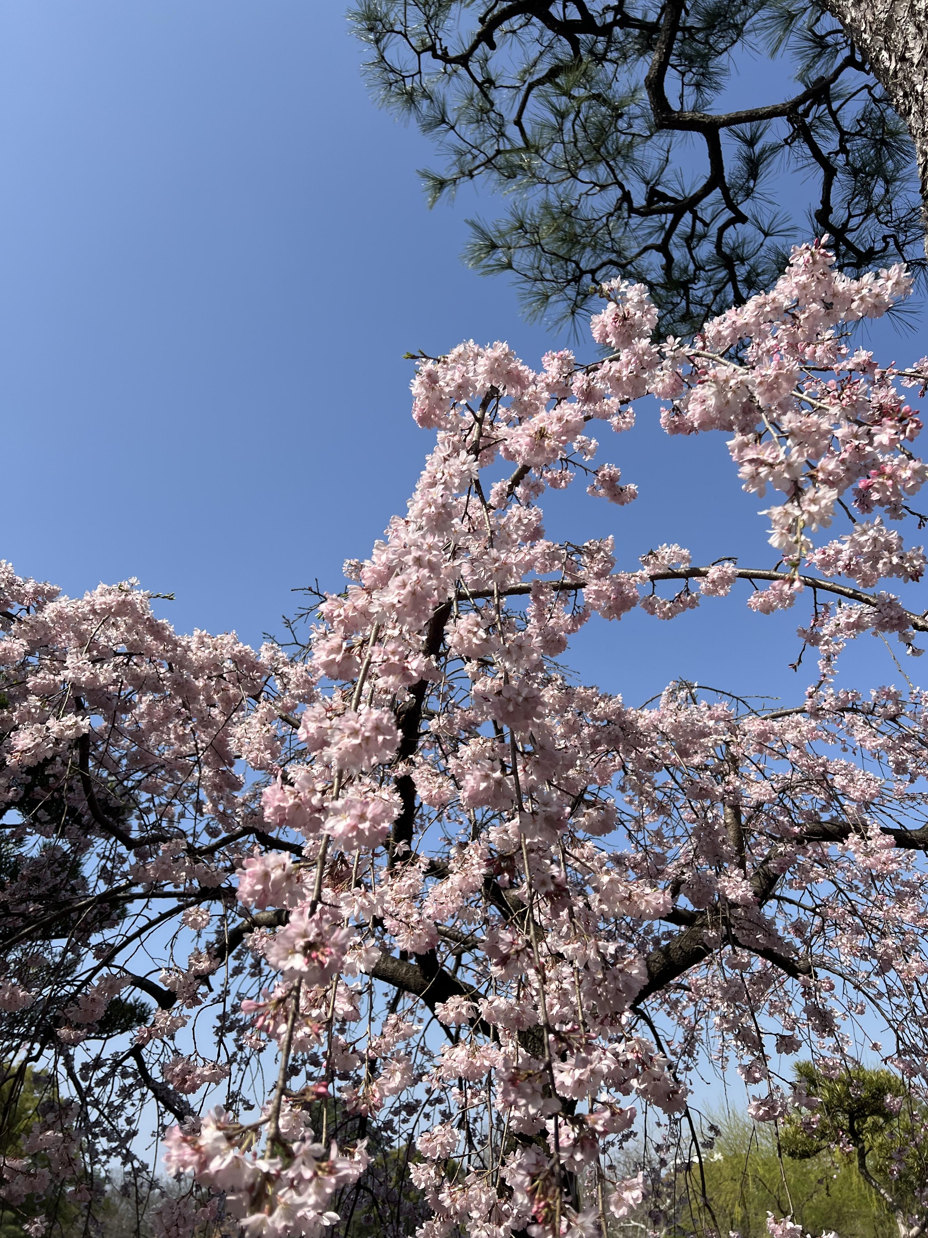 名古屋、鶴舞公園桜祭り
