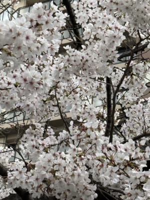 風俗の繁忙期って？