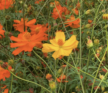 このお花の名は？✴︎