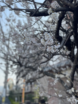 春を見つけました