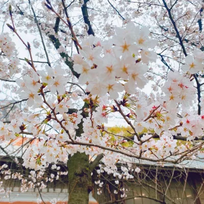 桜の見頃