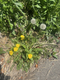 好きだった花を見つけて