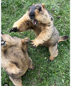 最近推している動物