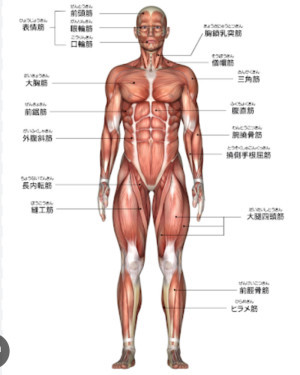 今筋肉つけたいところ