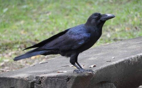 カラスに襲われた話
