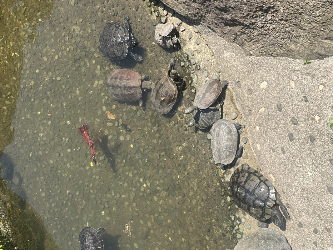 最近ハマってる趣味