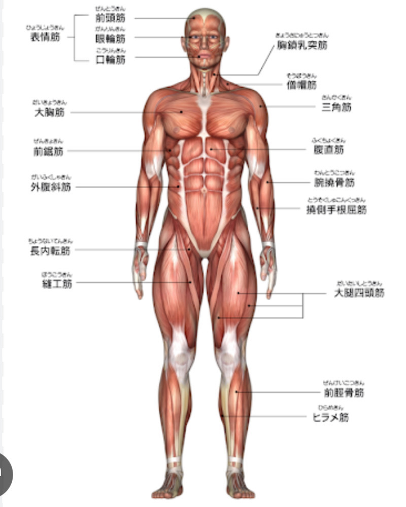 今筋肉つけたいところ