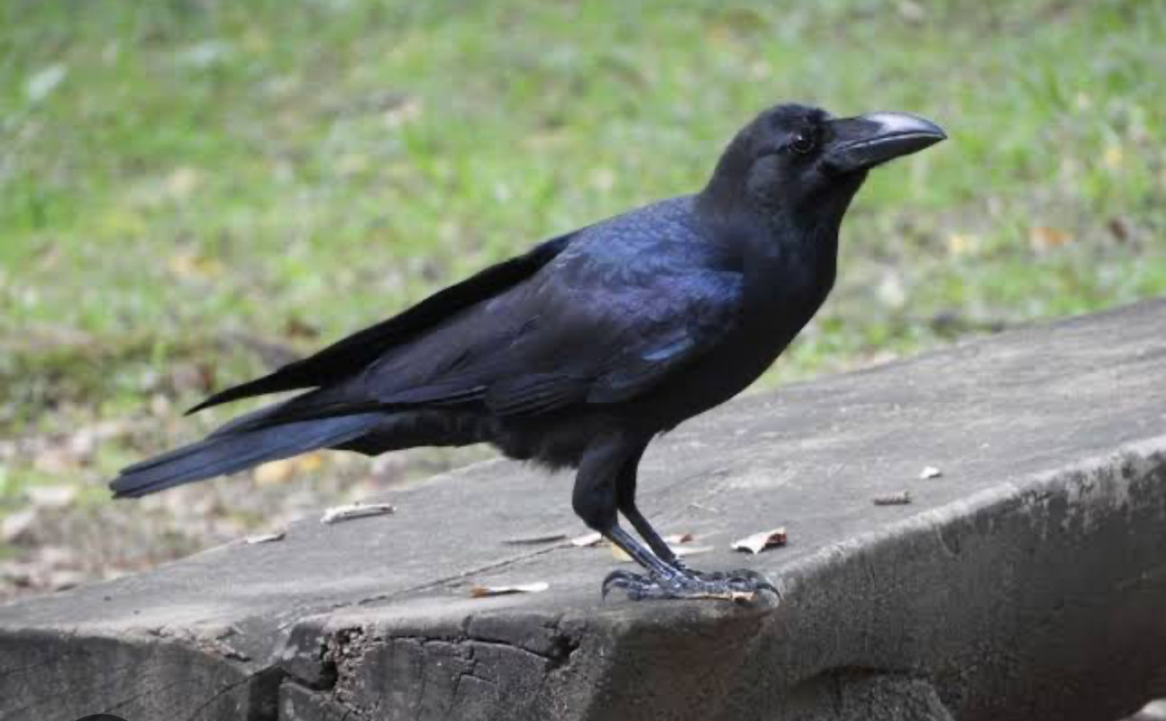 カラスに襲われた話