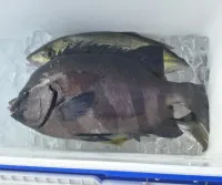 魚釣り