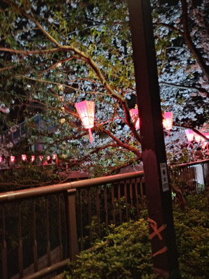 目黒川の夜桜