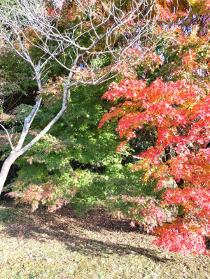 花を咲かそう