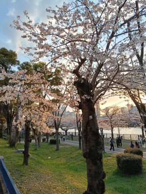 桜並木