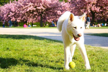 パリの桜