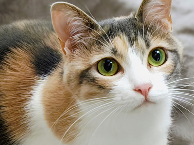 三毛猫、ついに動く！