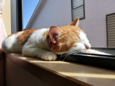 思い立ったが吉日！すぐやる精神
