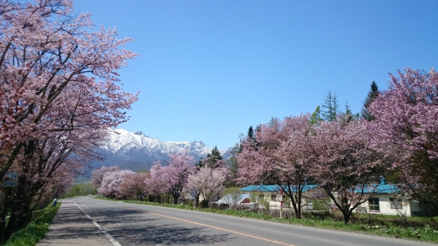 今年の桜、もう葉桜ですって…？