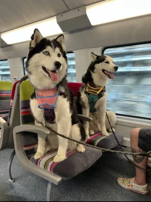 犬の電車への同伴