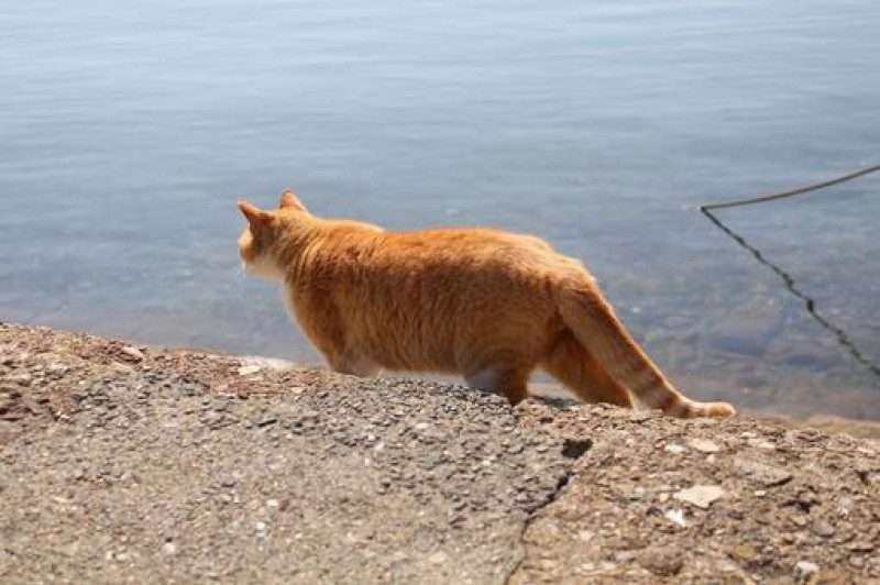 猫好きの天国