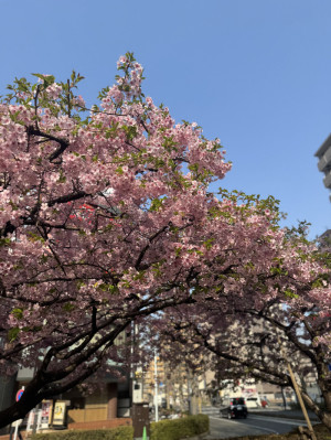 桜！！！！