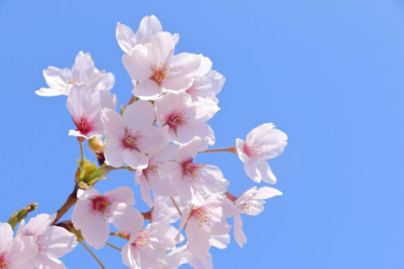 桜の話