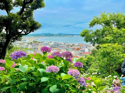鎌倉の紫陽花が見頃です