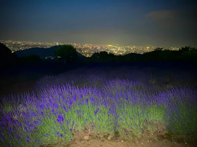 夜景とラベンダー畑(^^)