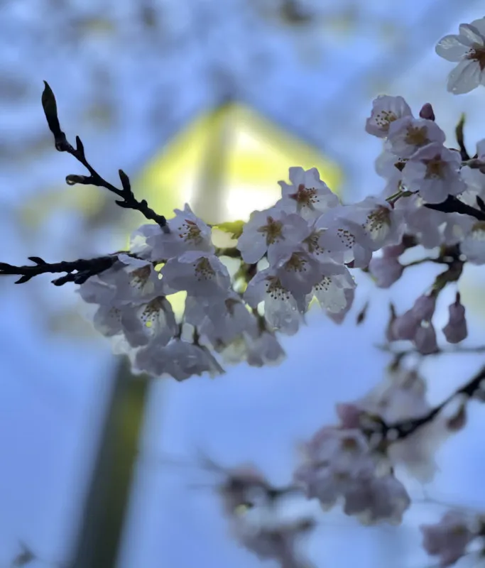 【夜空に咲く桜】