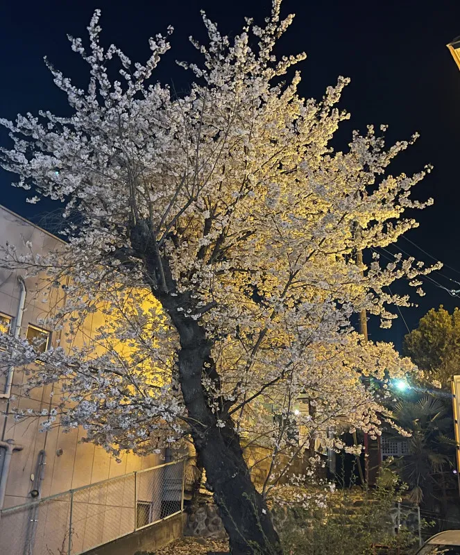 【夜桜】