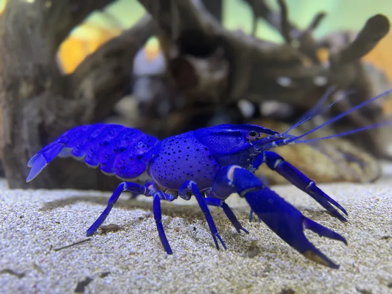 水族館で見つけて一番はしゃいだ生き物！！