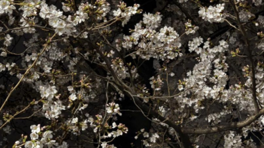 夜桜散歩