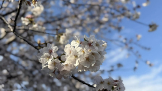 散る桜 残る桜も 散る桜