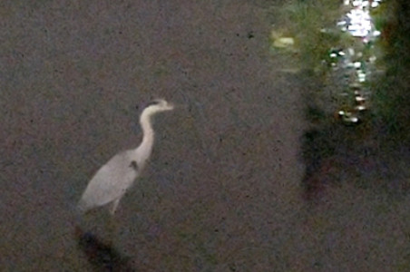 サギ