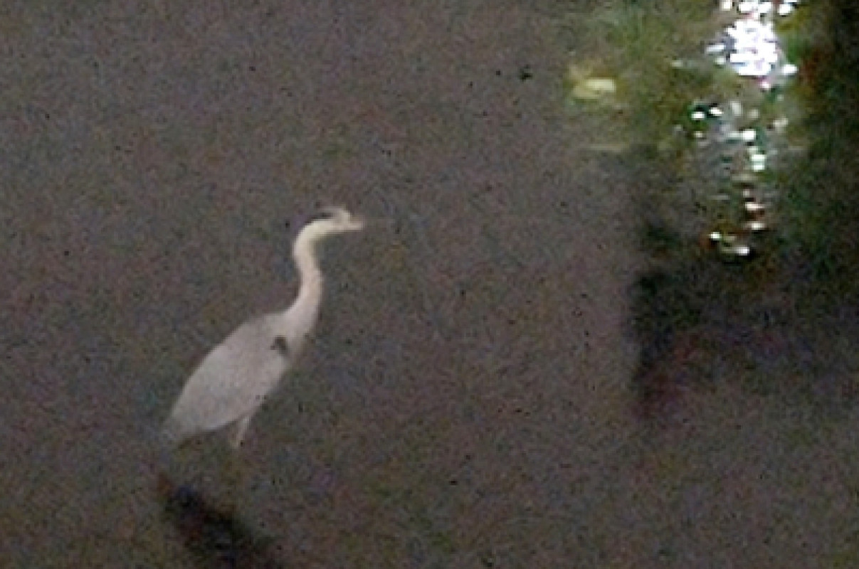 サギ