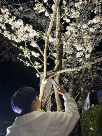 夜桜