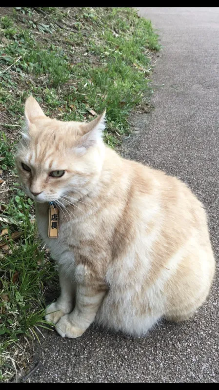 湊、今日デビューだってよ