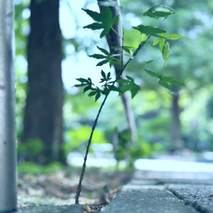 どうしてあなたは美しくなりたいの？