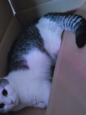 尻尾