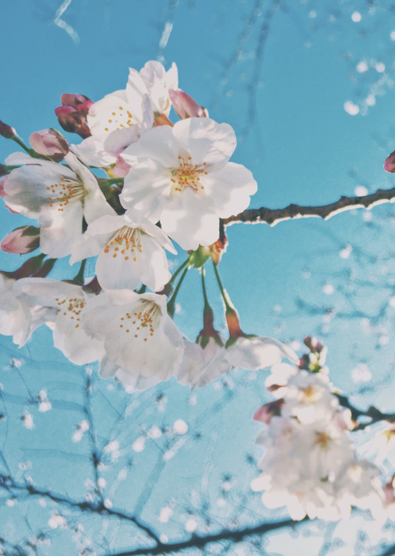 《桜》