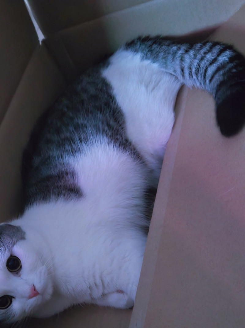 尻尾