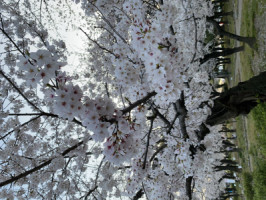   桜に癒やされる年頃になったのかもしれない