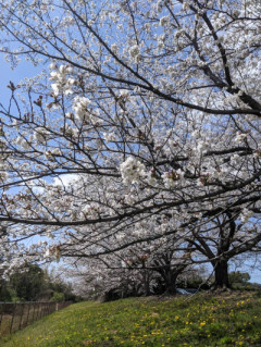 花びらの舞う?
