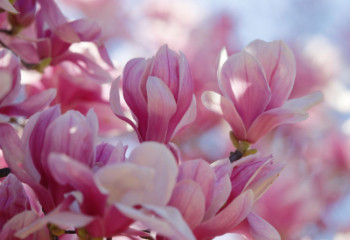 5/7の誕生花?