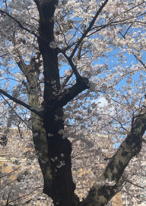 4月からの出勤について