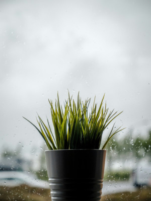 雨の木曜日は。