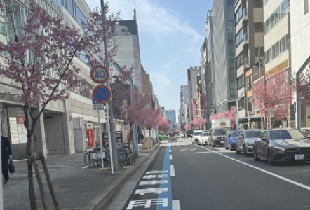 既に満開?！