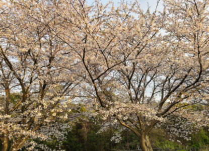 皆が集うところが…春