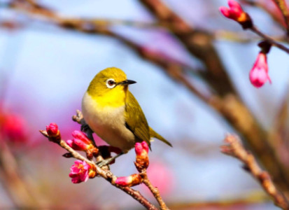 「春分の日」