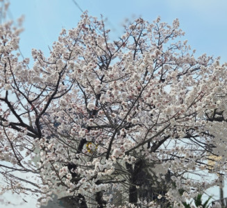 春到来の日
